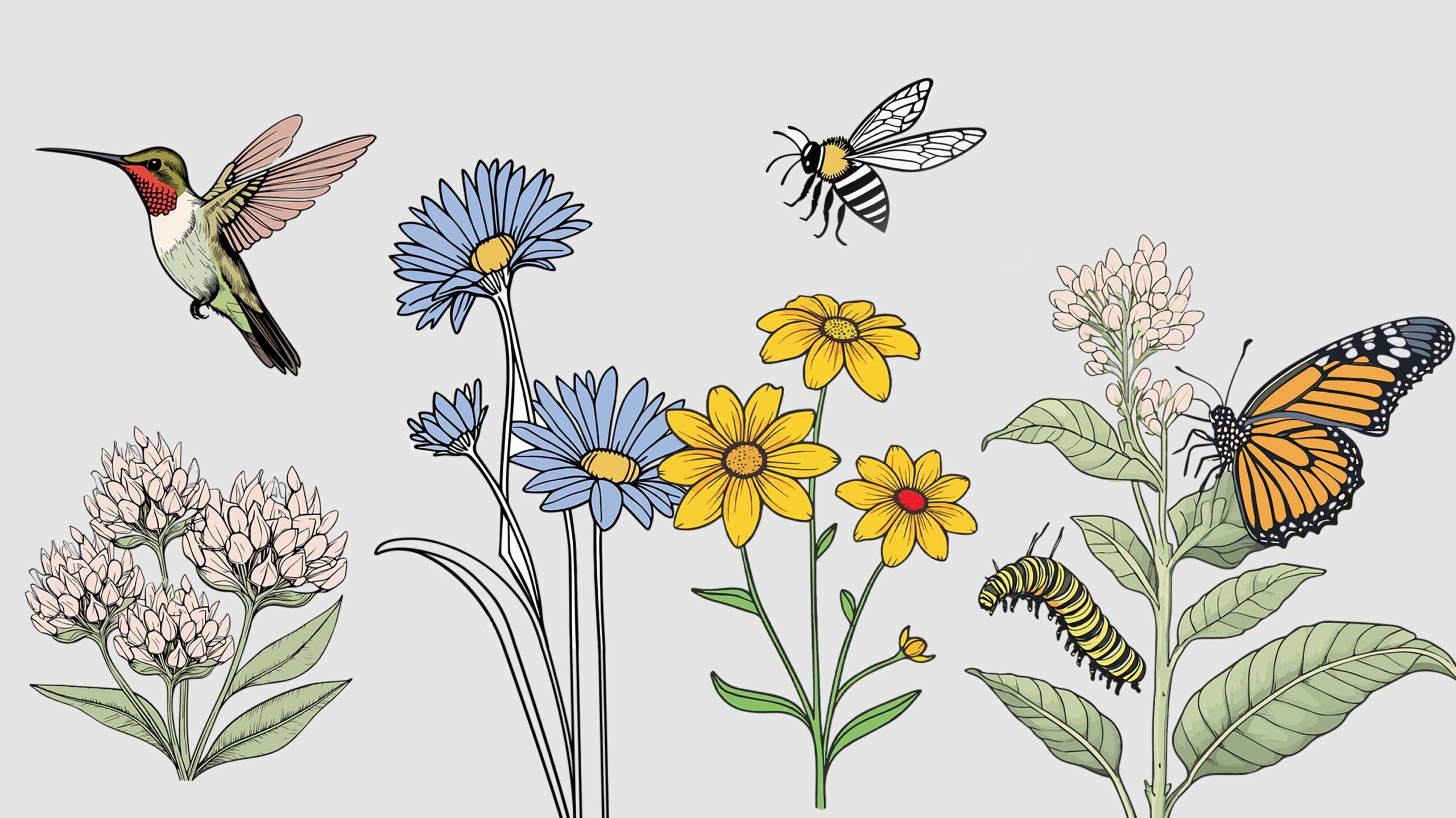 flower illustration design