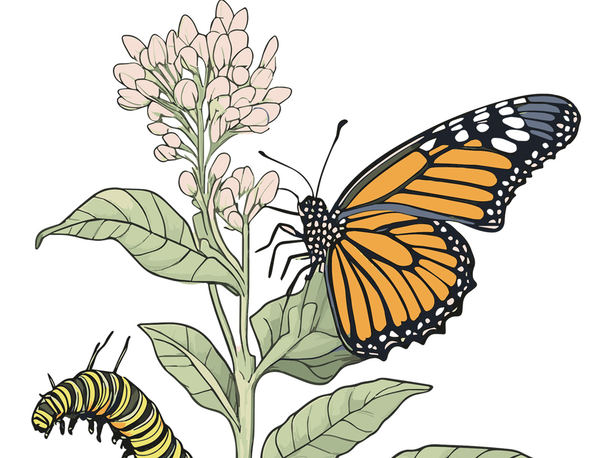 poster illustration